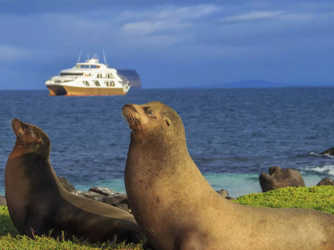 Galapagos Elite Galapagos Elite