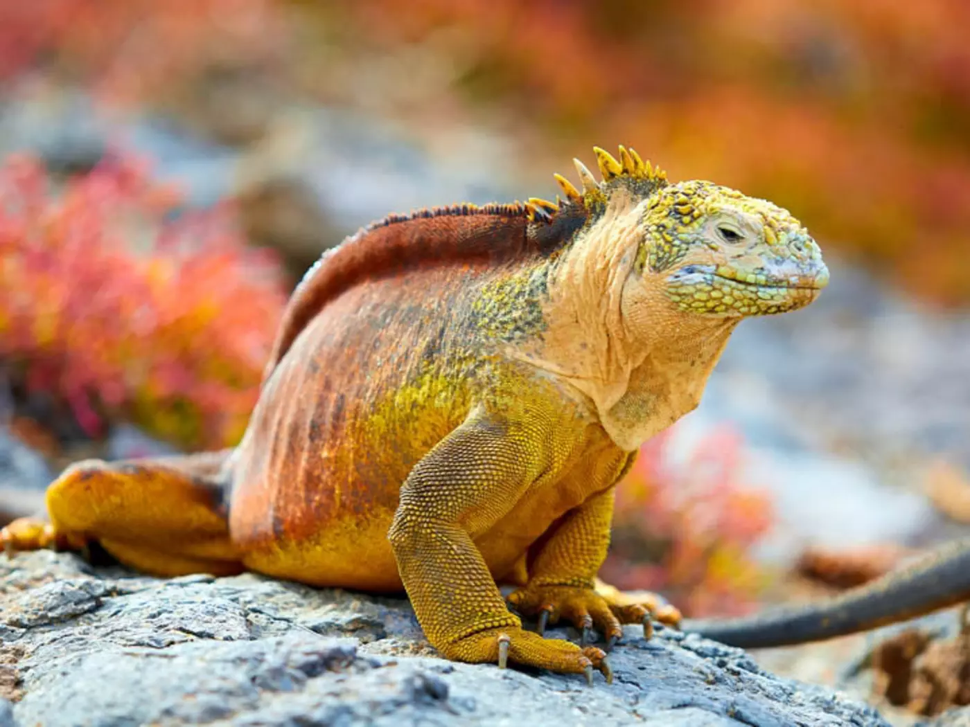Land Iguanas live in the drier areas of the islands and in the mornings are found sprawled beneath the hot equatorial sun