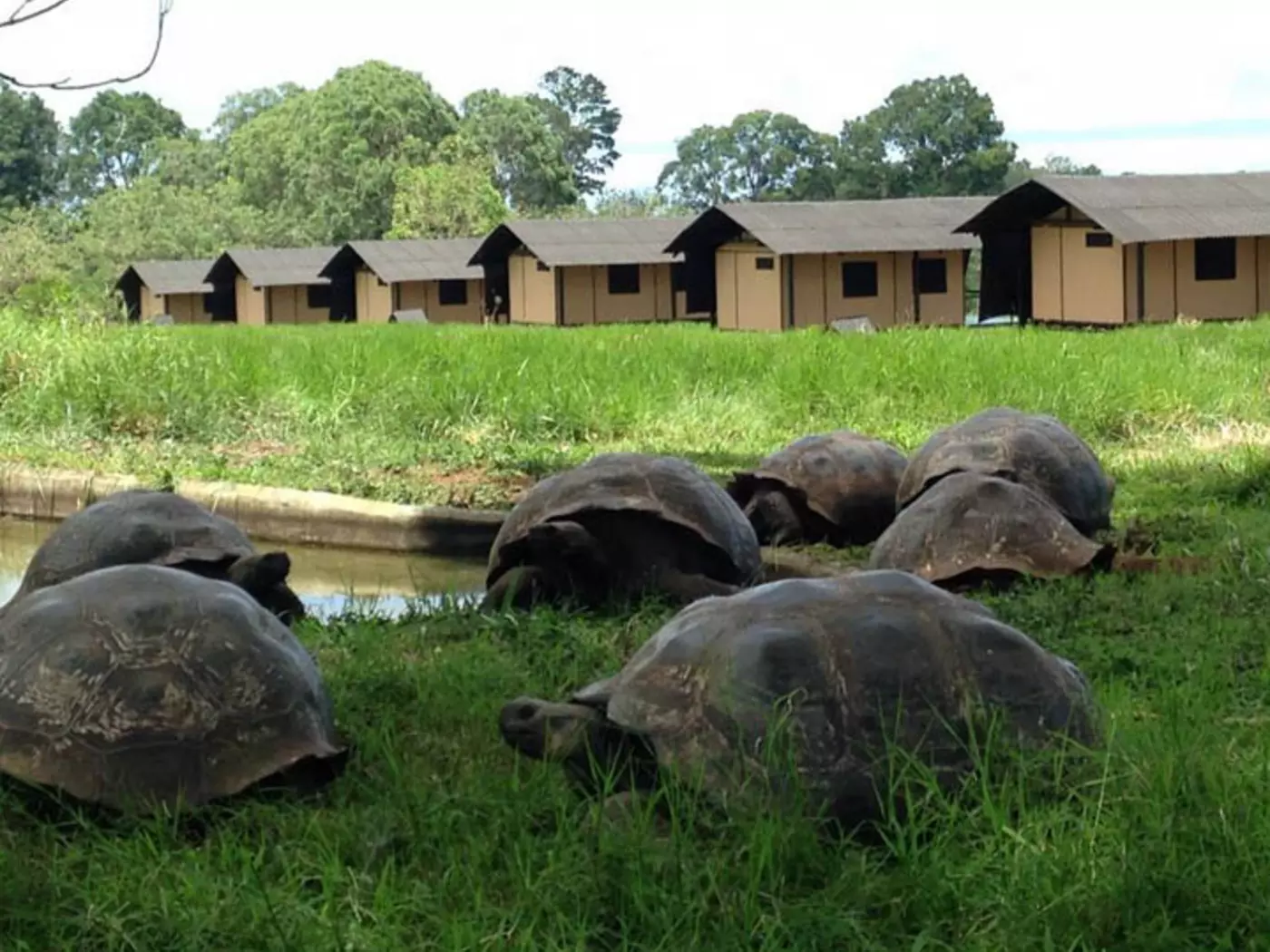 Galapagos Magic Tented Camp in Giant Tortoise Reserve