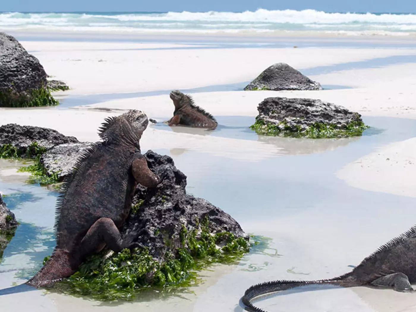 The unique Galapagos Marine Iguanas