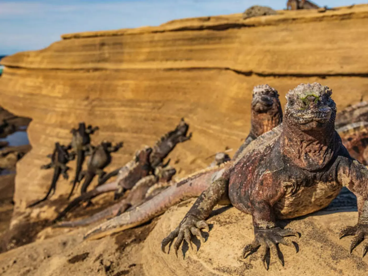 Galapagos Marine Iguanas Galapagos Marine Iguanas
