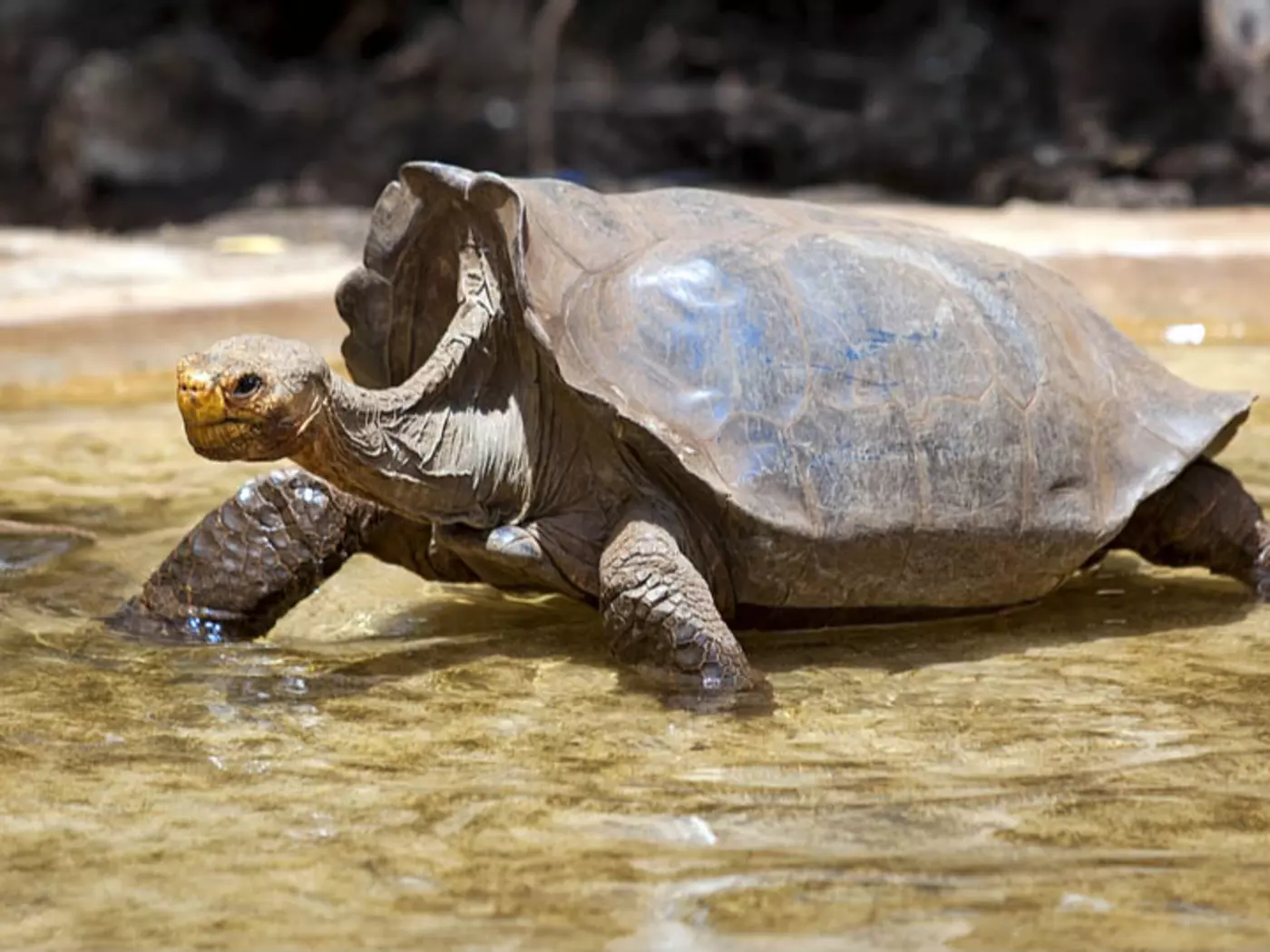 The giant tortoises of the Galapagos are among the most famous of the unique fauna of the Islands
