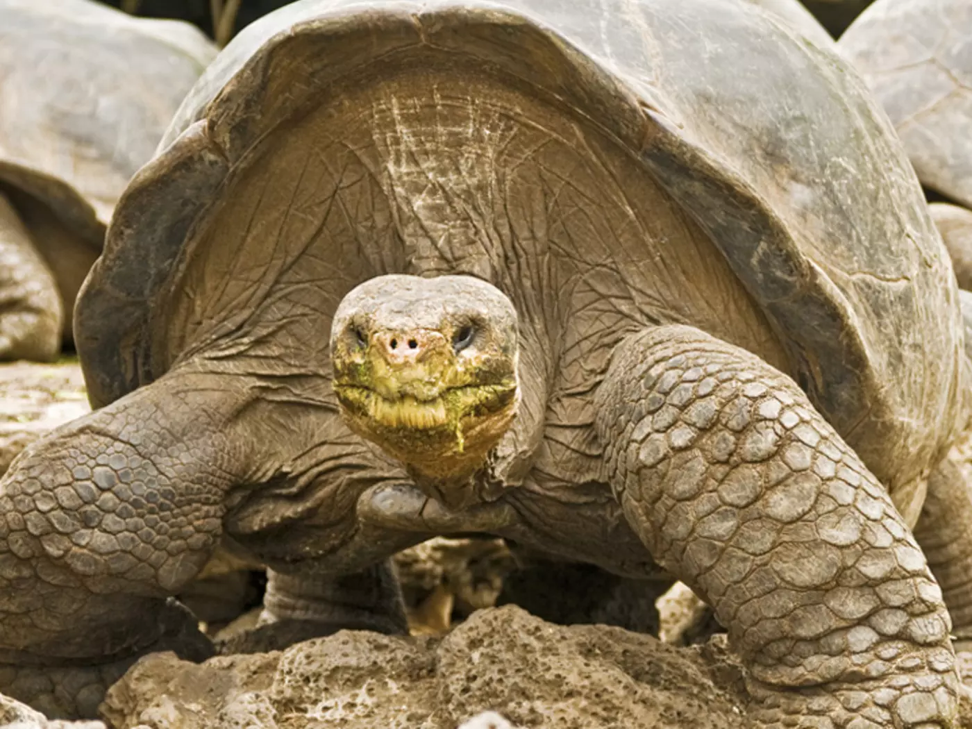 Land Tortoise the Galapagos Islands, Ecuador