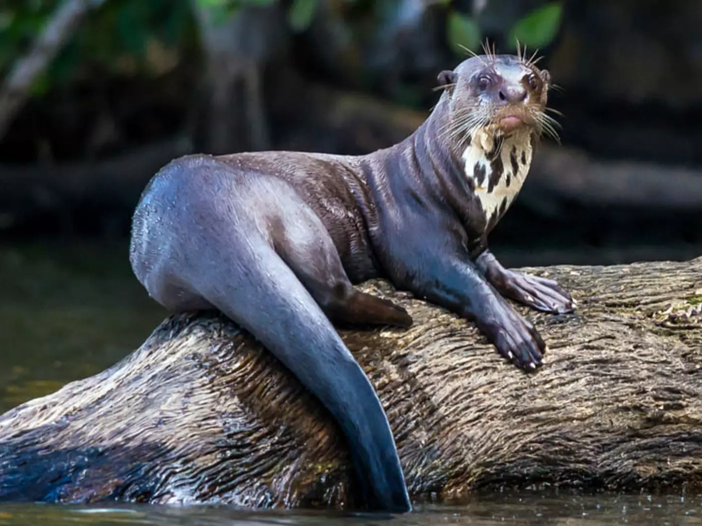 Giant river otter