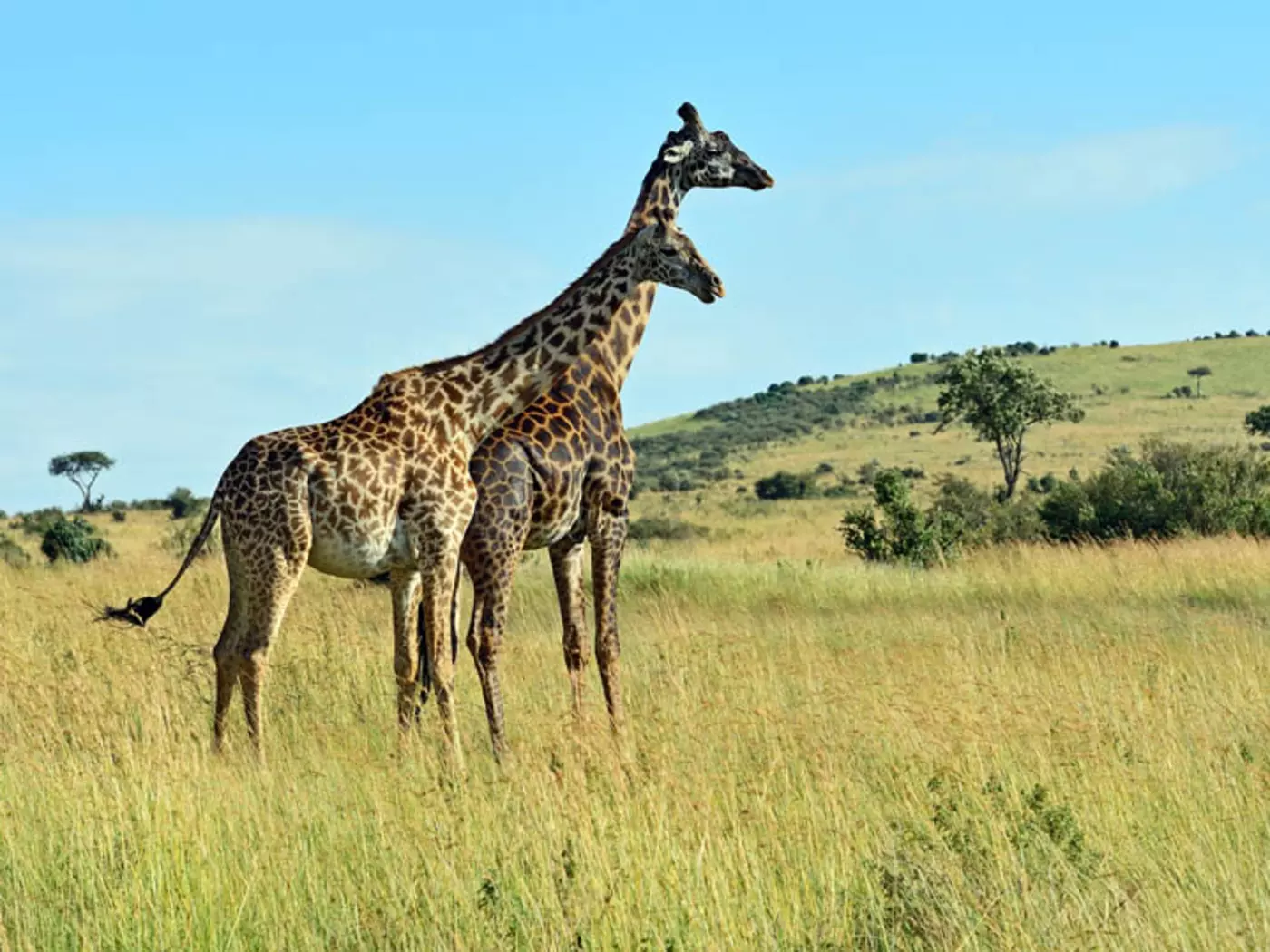 Masai Mara's rolling savannah is home to a vast diversity of wildlife