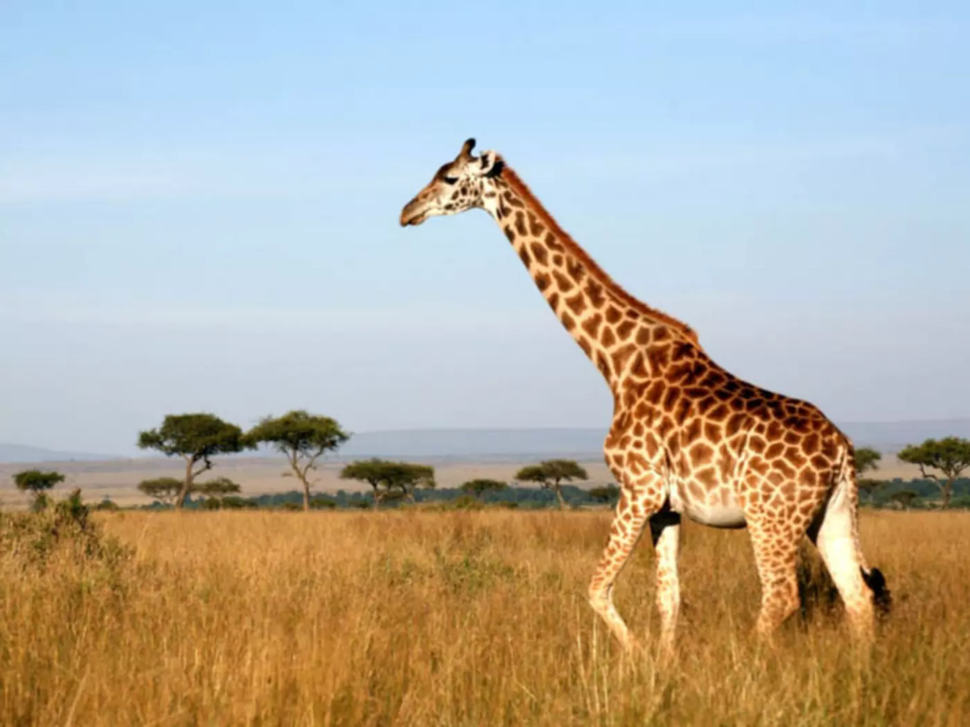 Masai Mara grassy plains