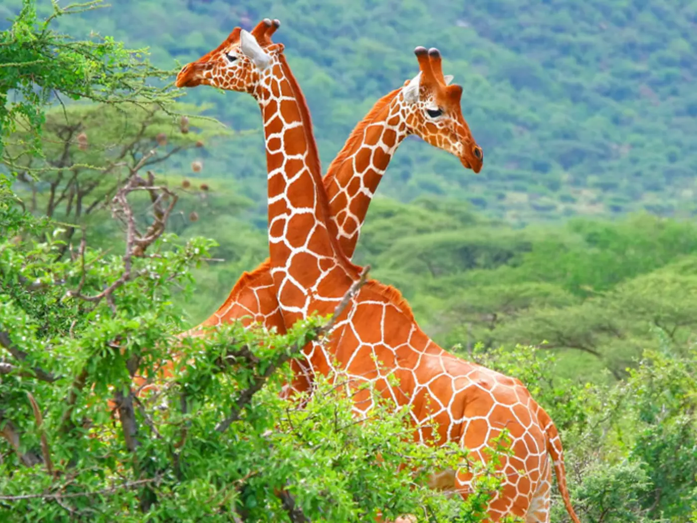 Samburu National Park
