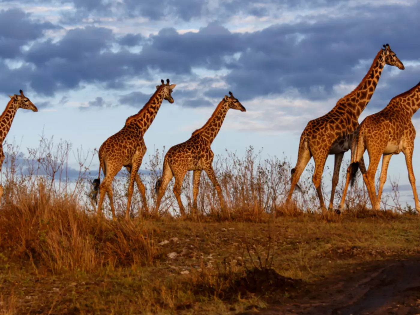 Giraffes in Masai Mara National Park
