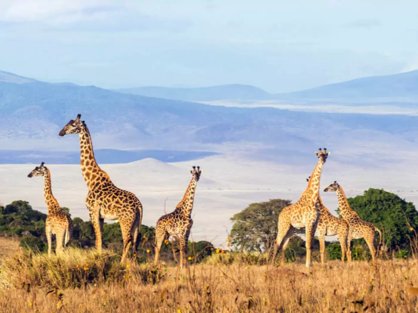 Giraffes on the rim of the Ngorongoro Crater