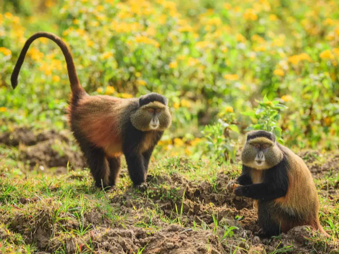 Endangered Golden Monkey, Virunga Mountains