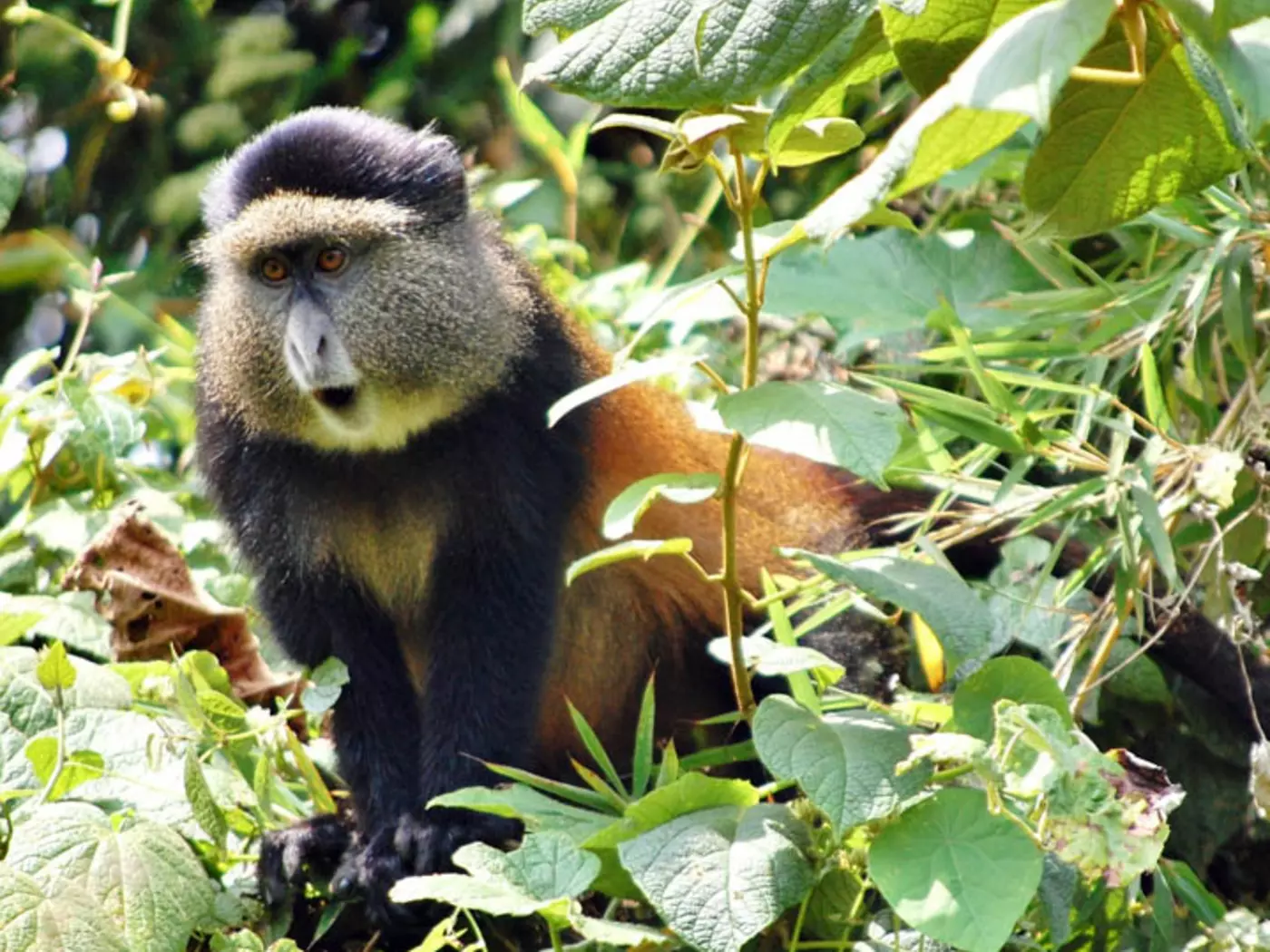 Endangered Golden Monkey
