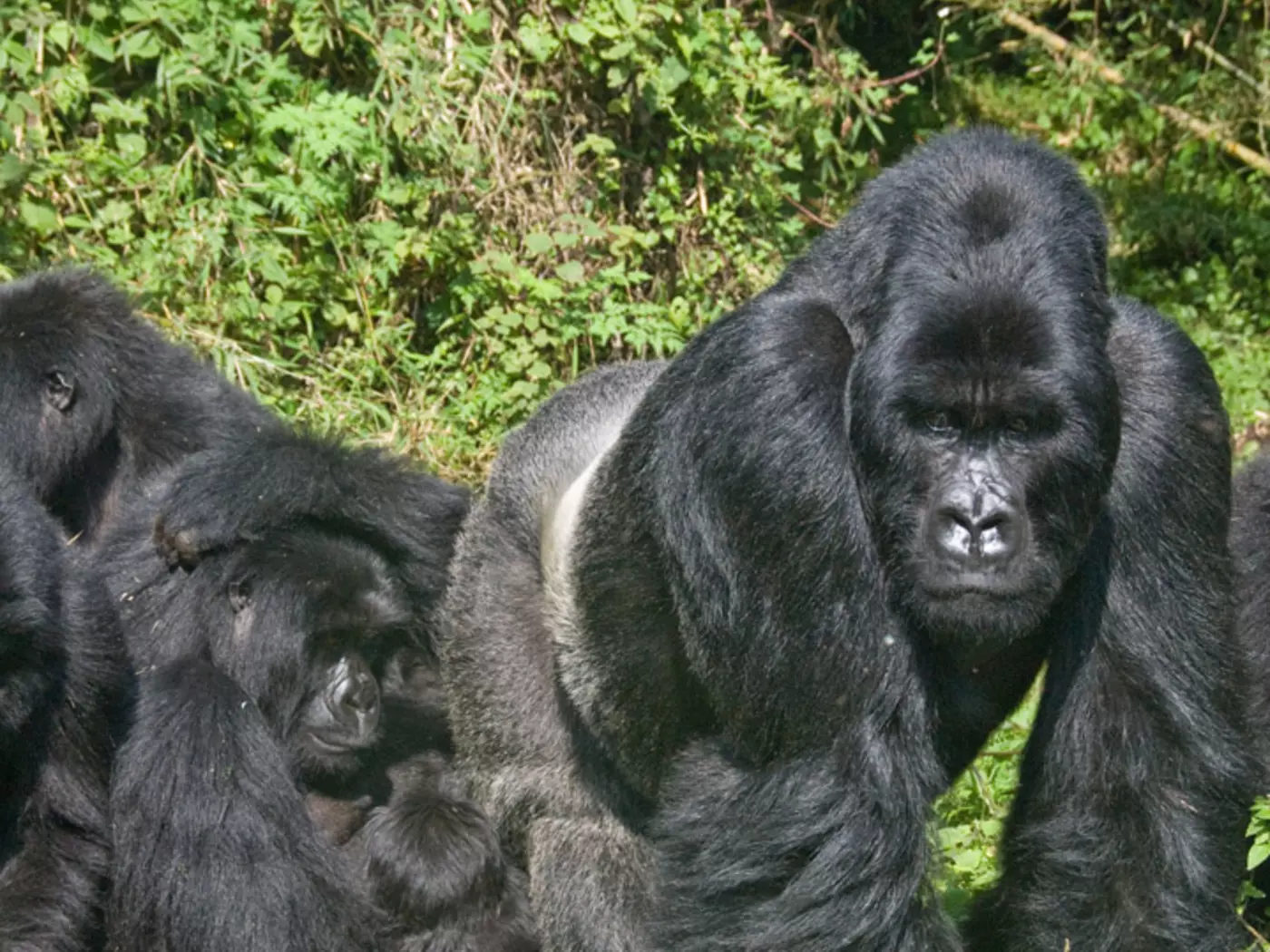 Gorilla Family