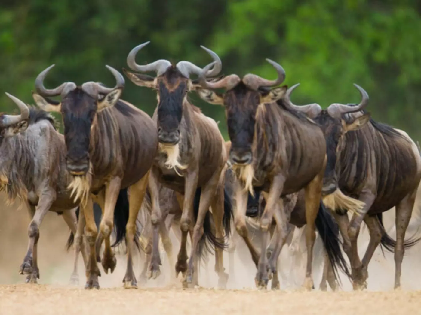 The Great Migration
