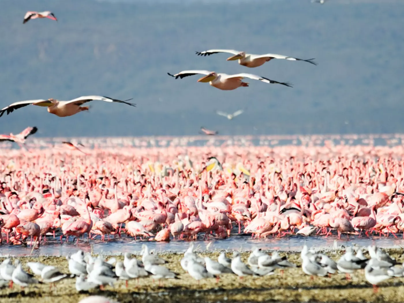 Flamingoes and Pelicans at Lake Nakuru