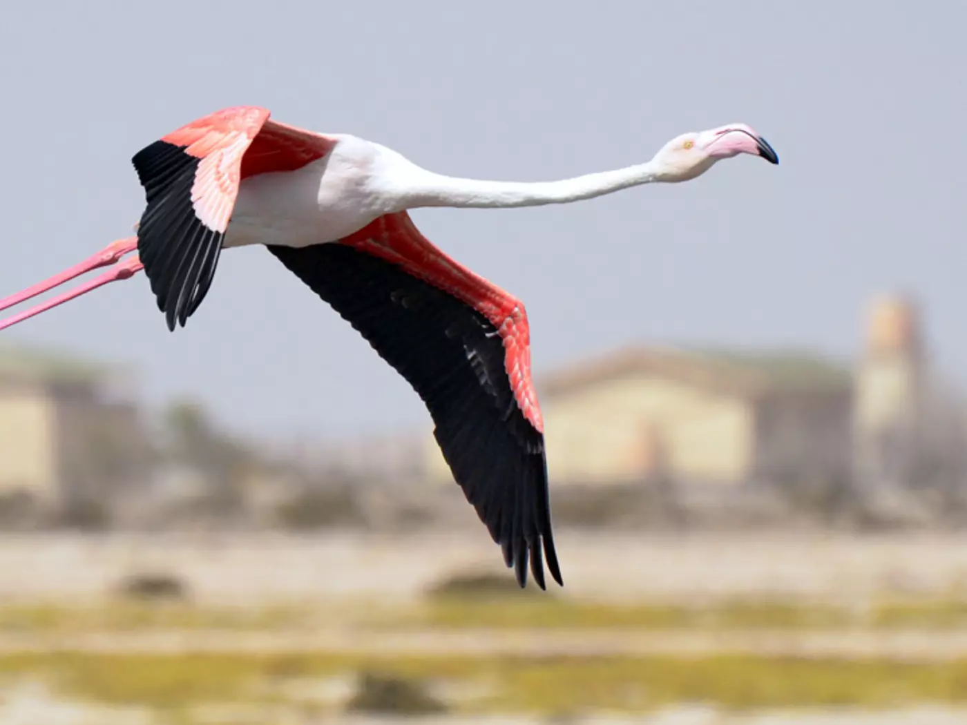 Greater Flamingo, Swakopmund