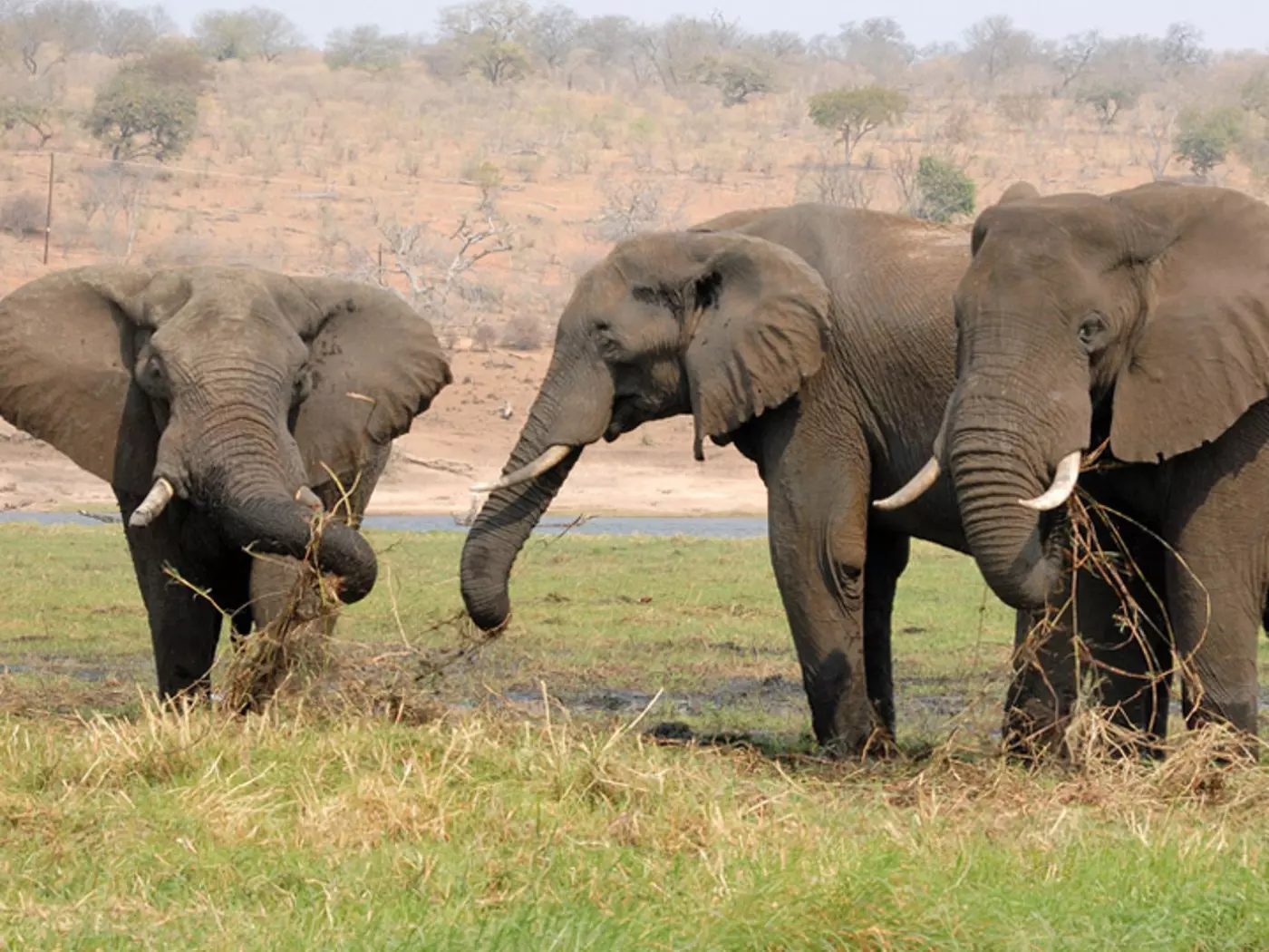 Elephants, Chobe National Park