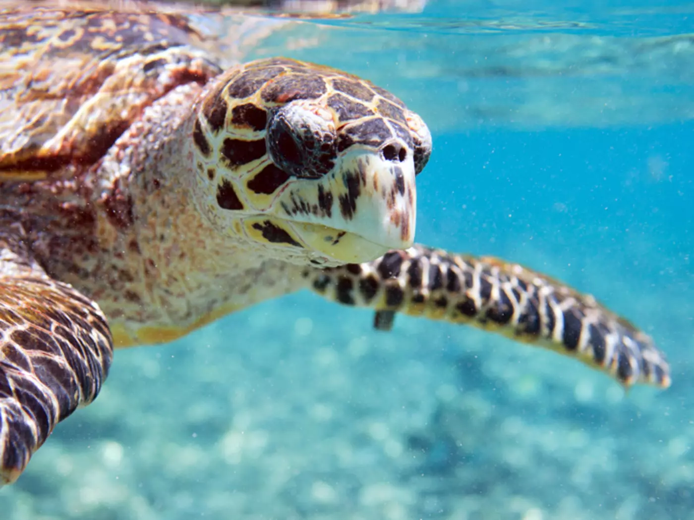 Hawksbill sea turtle swimming in Seychelles