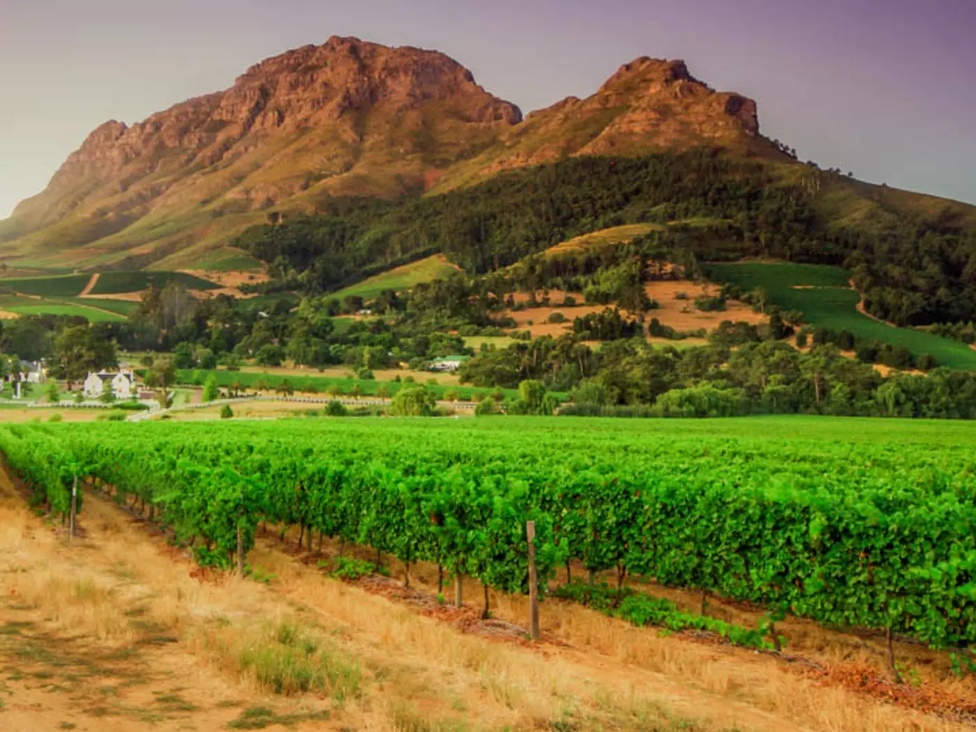 Stellenbosch is home to over 200 wine producers