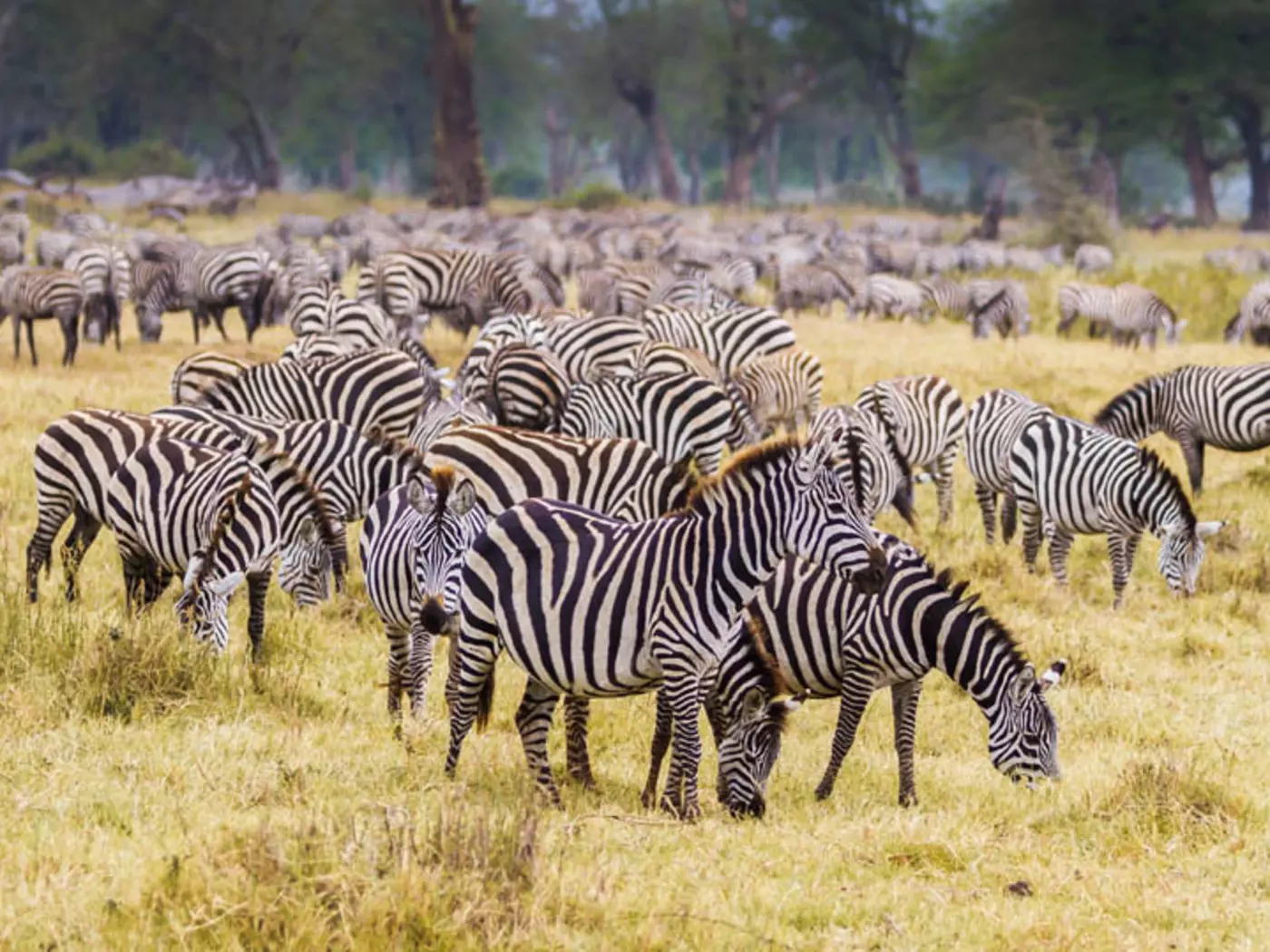 Serengeti National Park