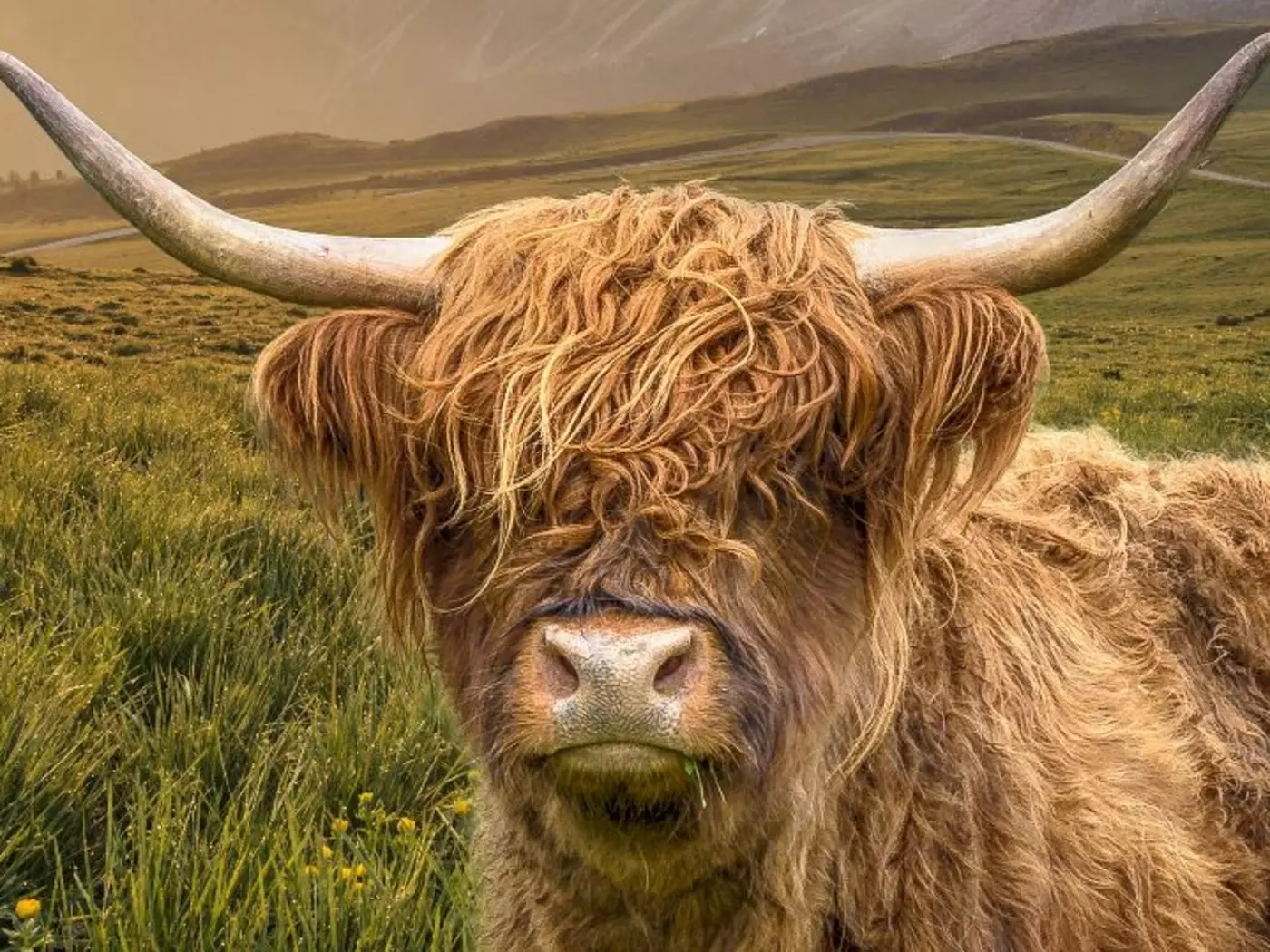 Highland cattle are known for their long horns and shaggy coats