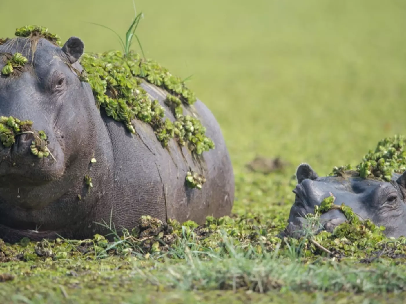 Hippos in The Okavango Delta