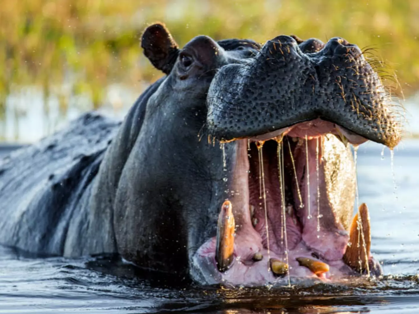 Okavango Delta An oasis in an otherwise dry environment the Okavango Delta is known for its superb wildlife