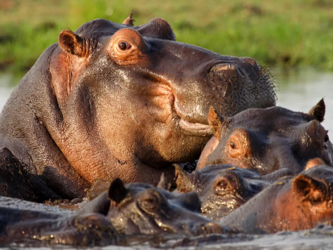 Hippo in the Chobe River
