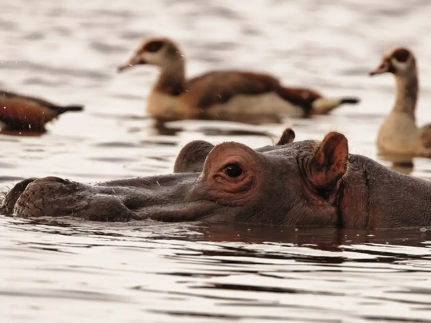 Hippo in Lake Manyara
