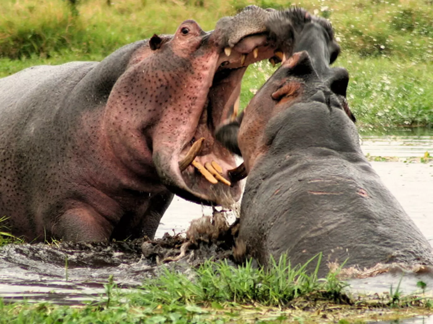 Hippos wrestling in a swamp in Amboseli National Park