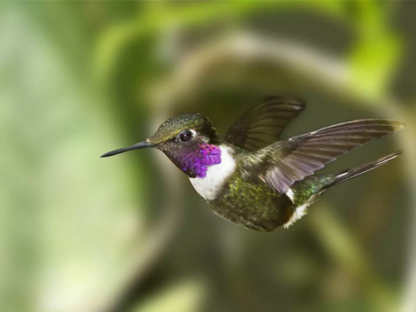 Mindo