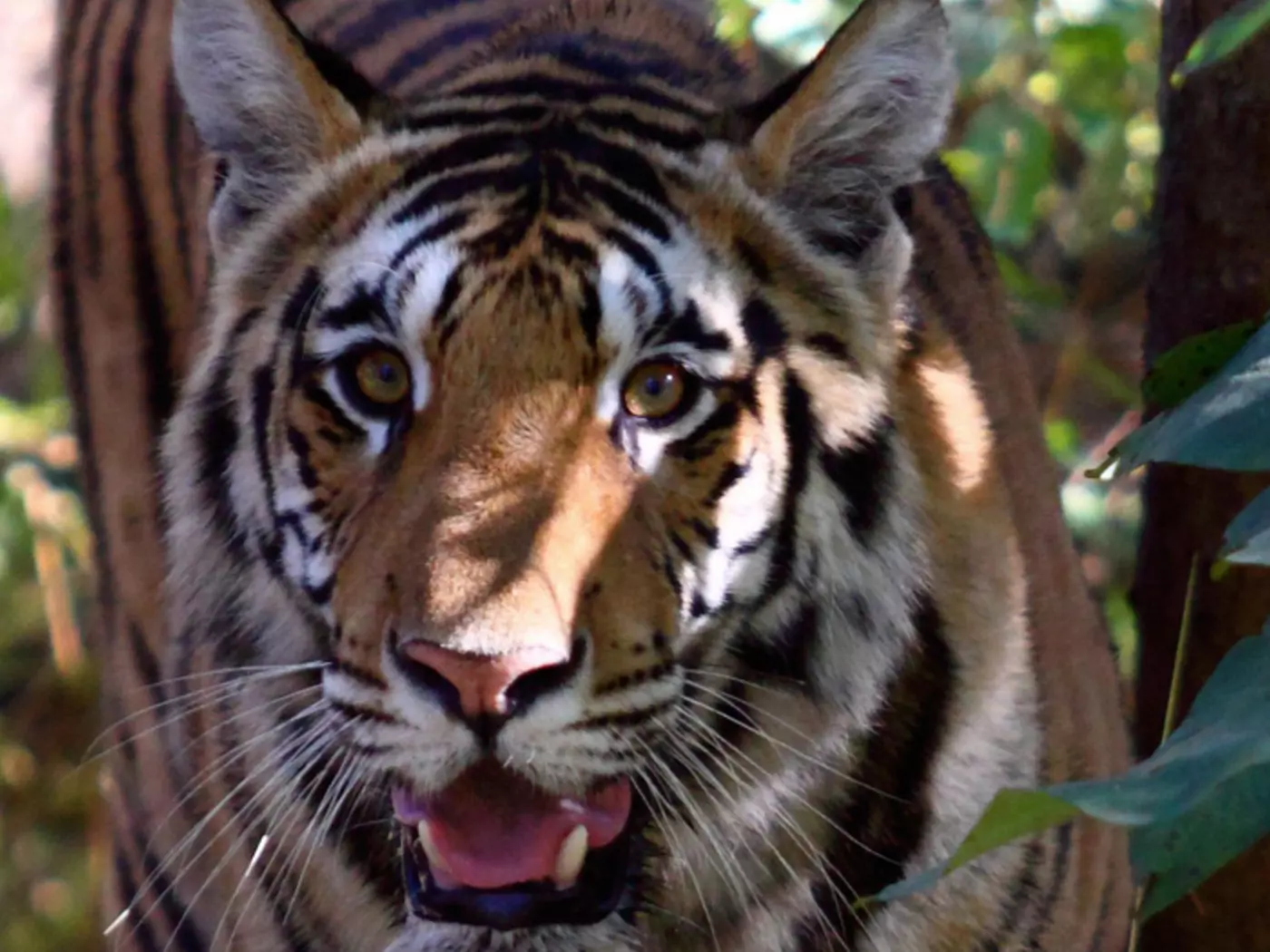 Bengal tiger at Panna National Park