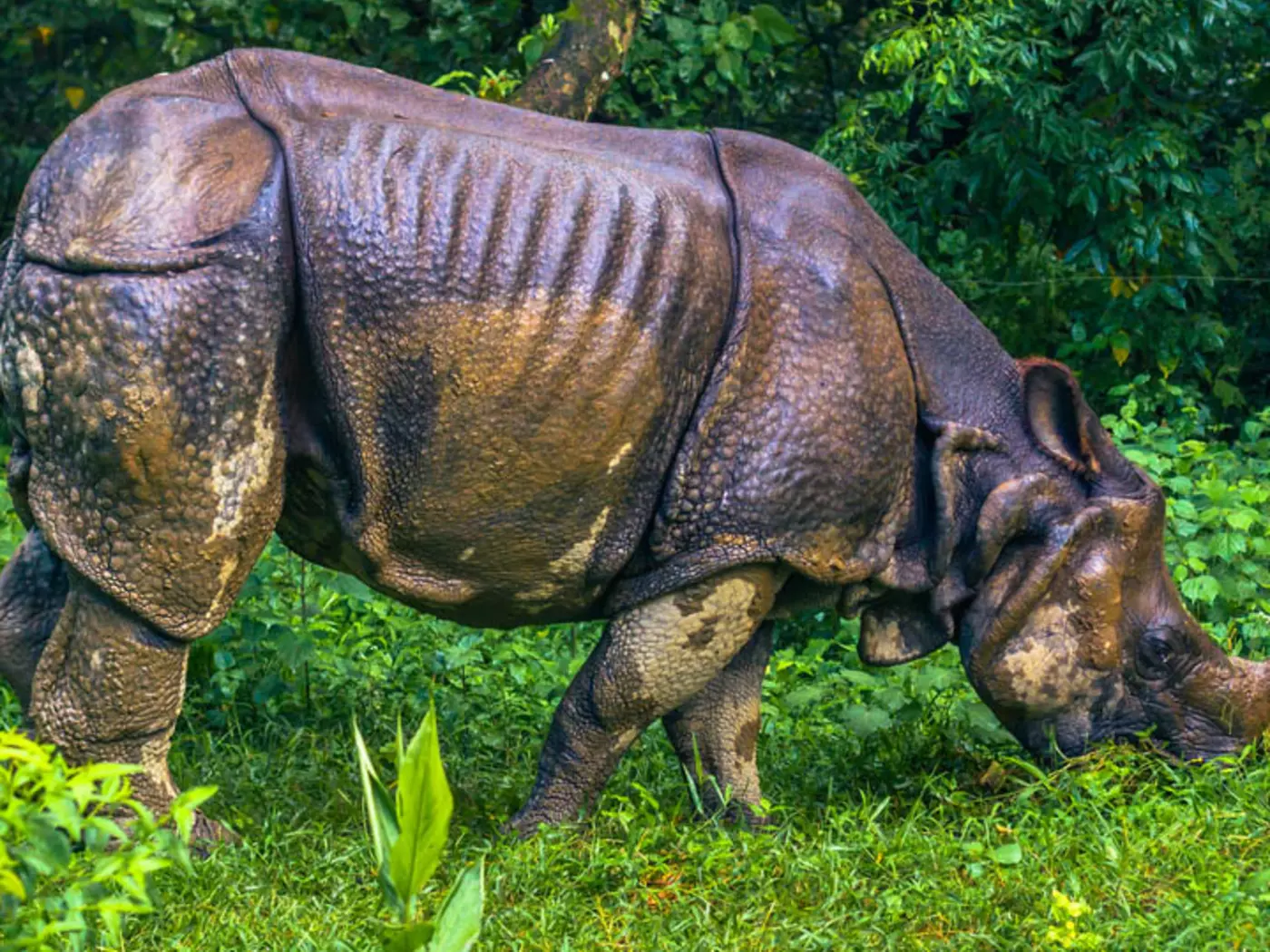 Indian Rhino in Chitwan National Park