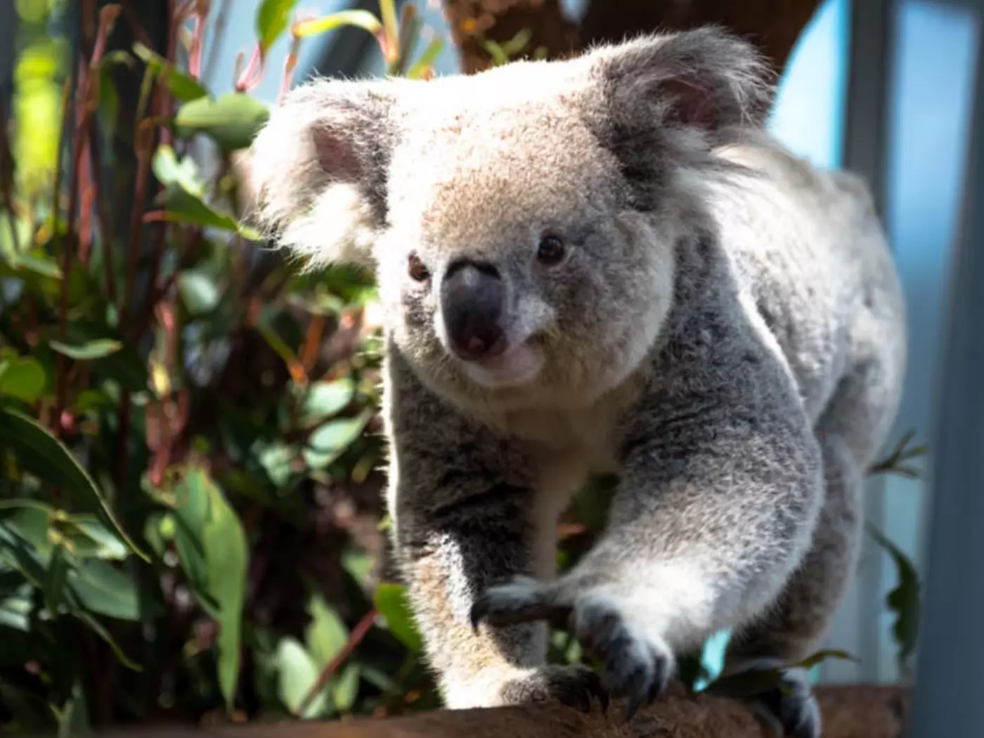 Taronga Zoo, Sydney