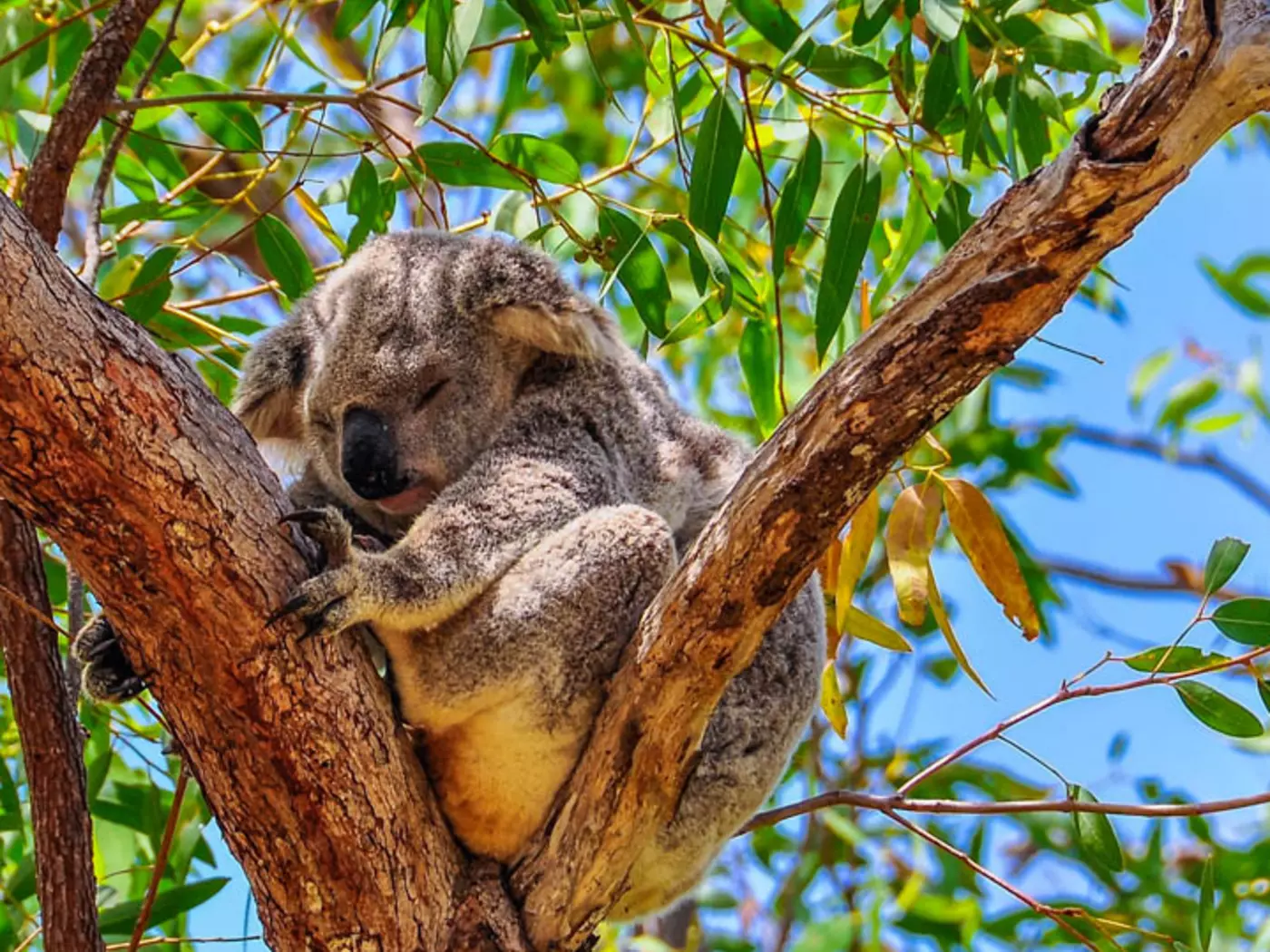Lone Pine Koala Sanctuary