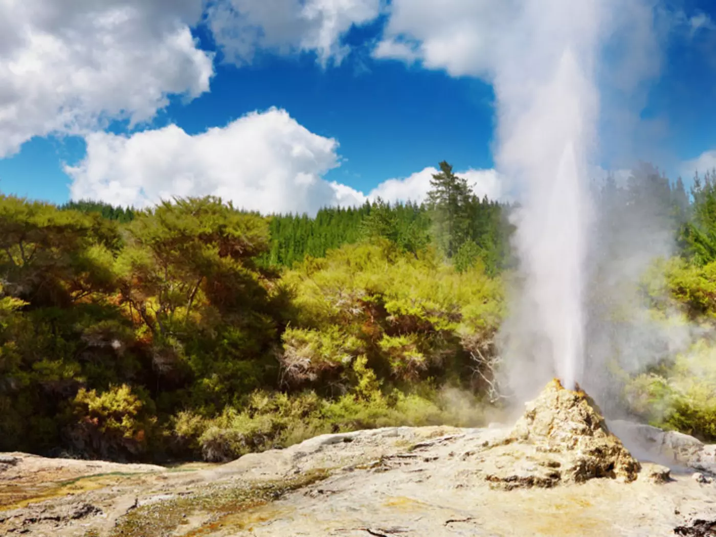 Experience New Zealand's geothermal activity at Rotorua