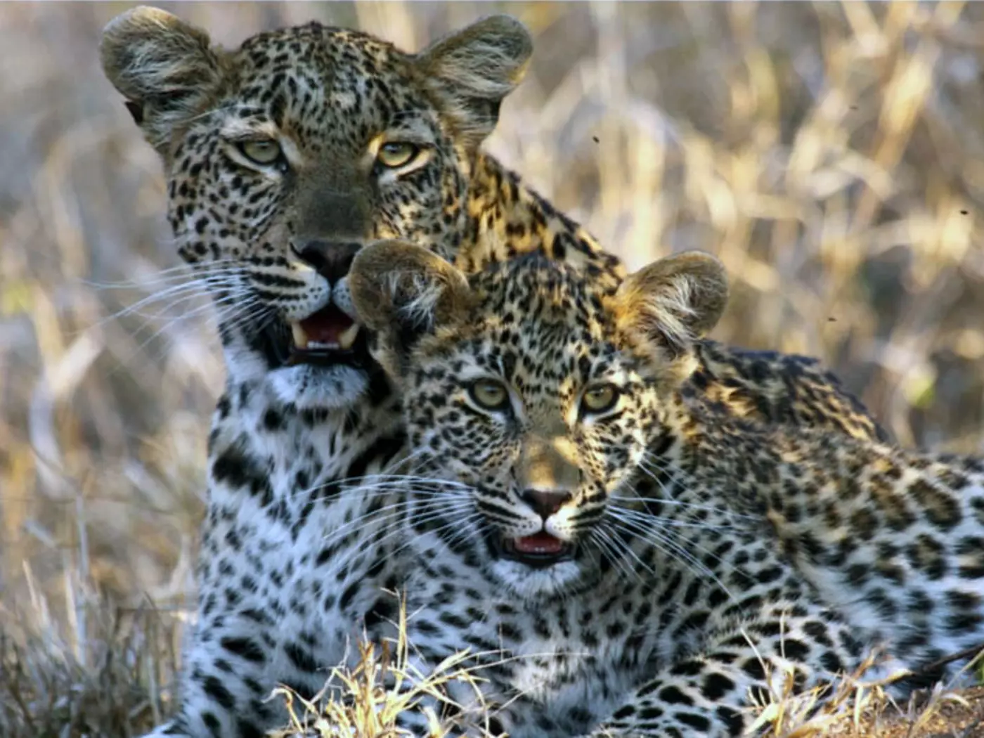 Meet Africa's "Big 5" in Kruger National Park