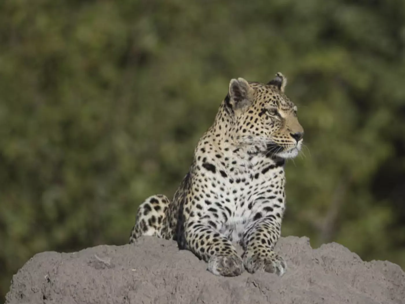 Leopard in the Khwai area of Botswana