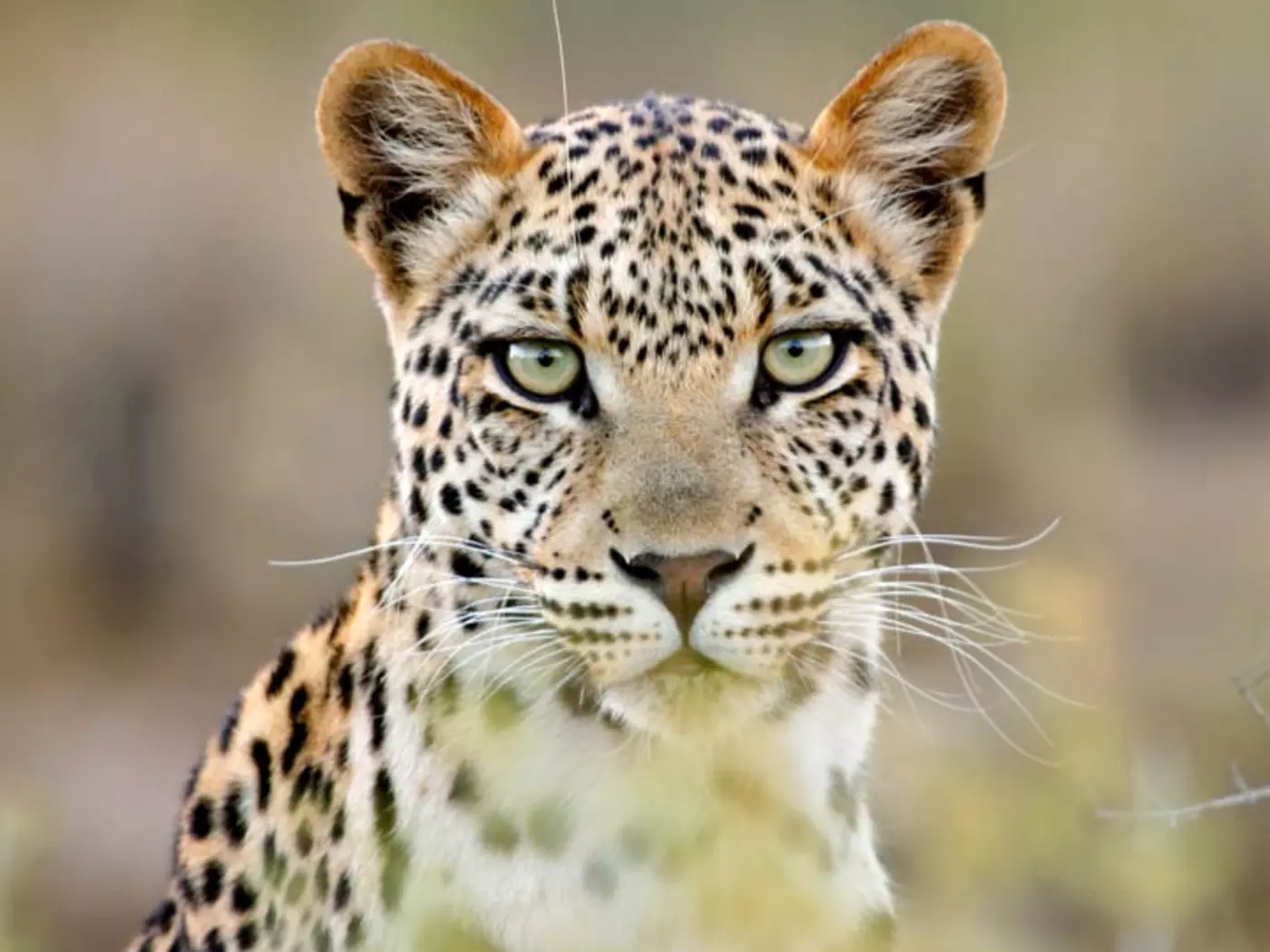 A member of Africa's Big Five, Leopards