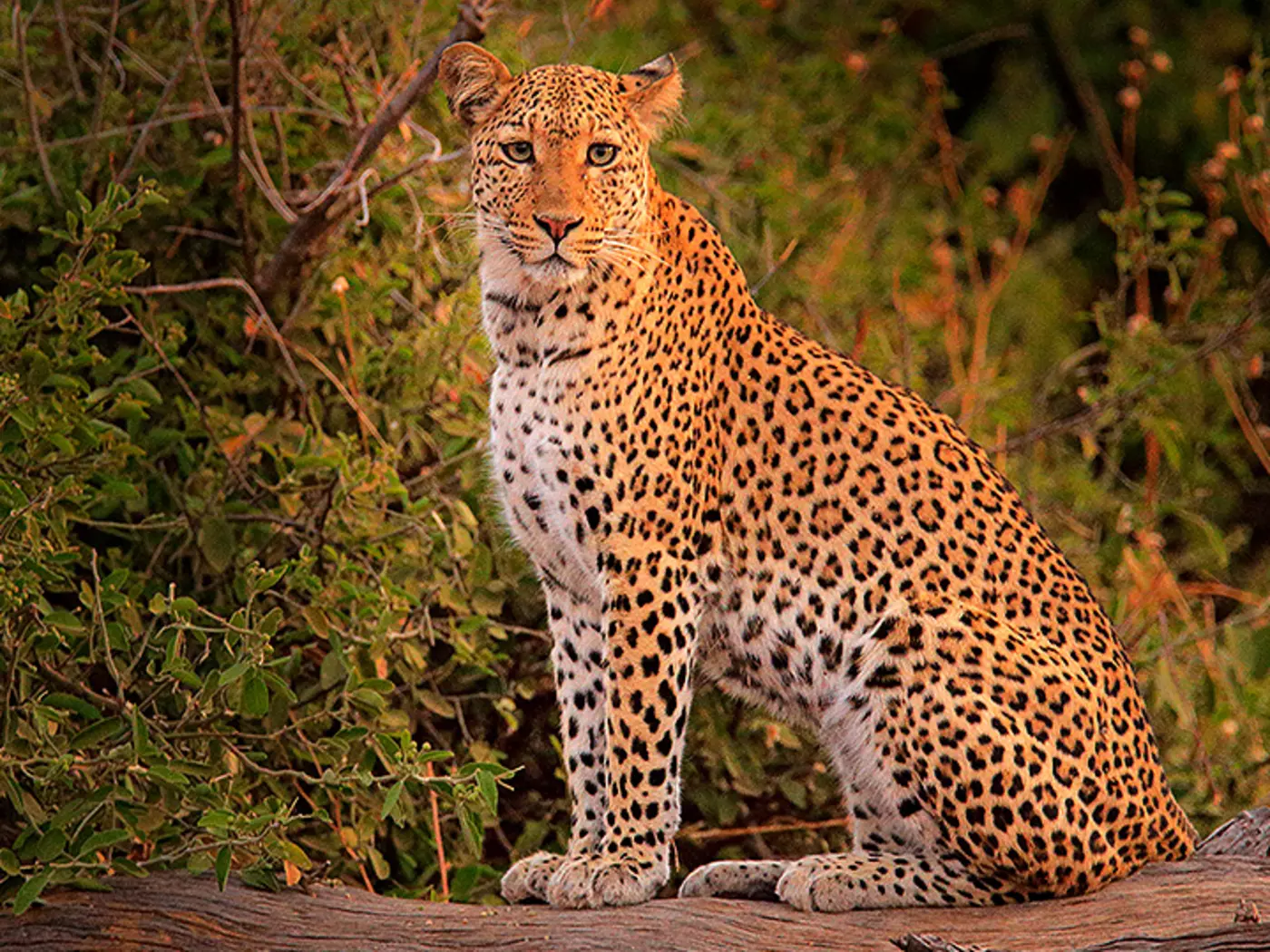 Hwange National Park