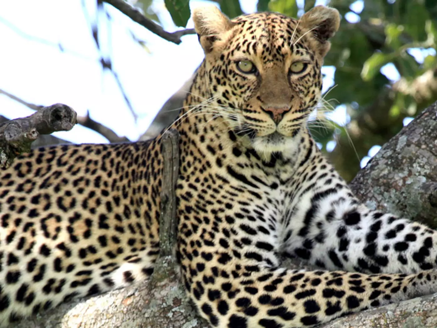 See Leopards and other members of the Big 5