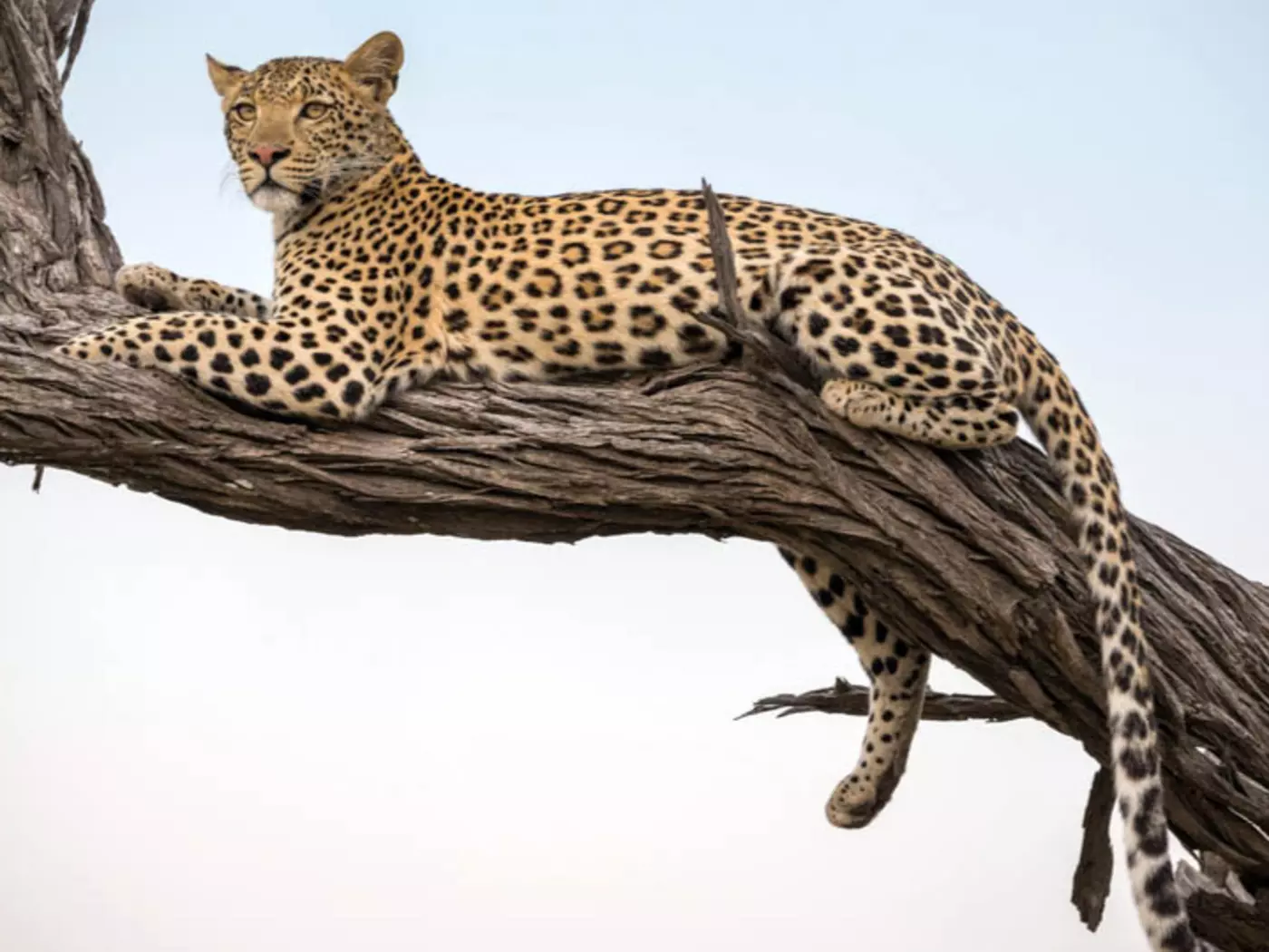 Moremi Game Reserve Covering 5,000 square kilometres, Moremi Game Reserve was voted the best game reserve in Africa
