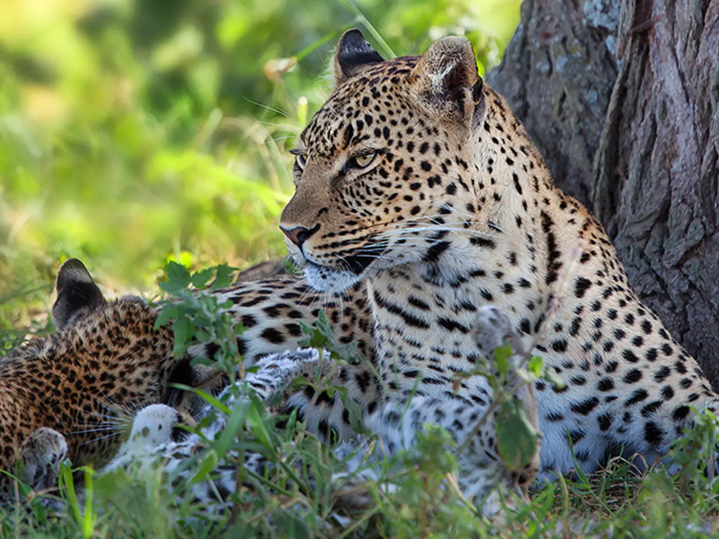 Leopard in the Serengeti