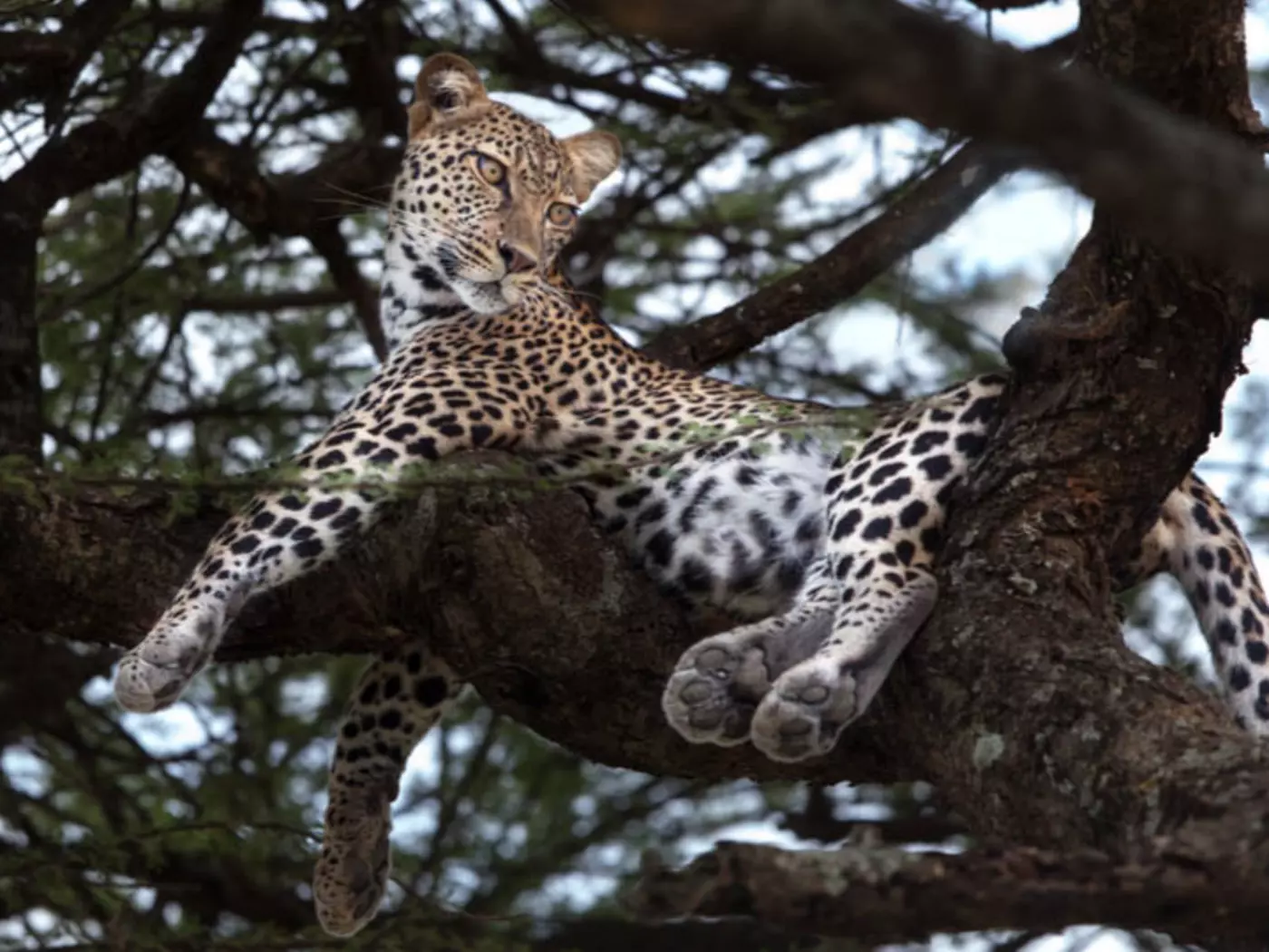 The Ngorongoro Crater