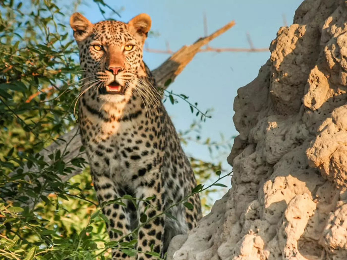 Moremi Game Reserve