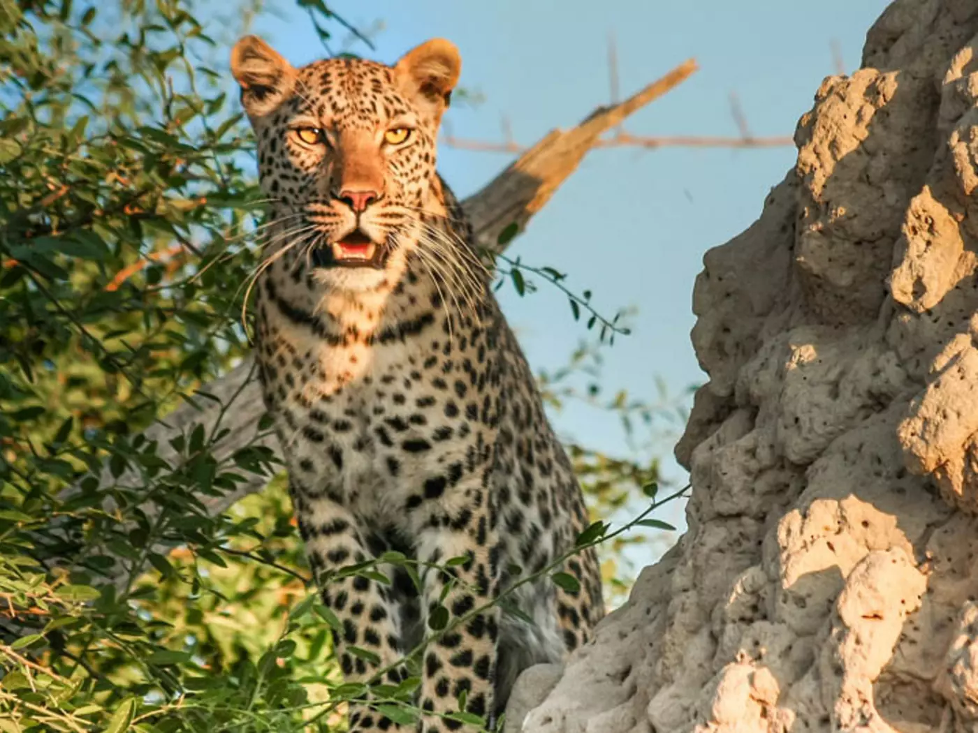 Moremi Game Reserve