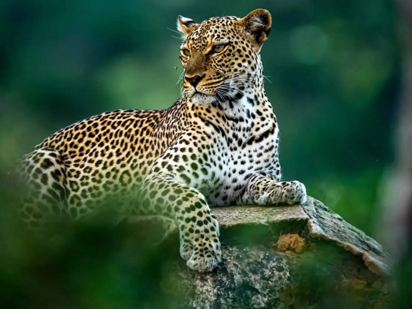Samburu National Reserve is home to large predators including Lion, Leopard and Cheetah