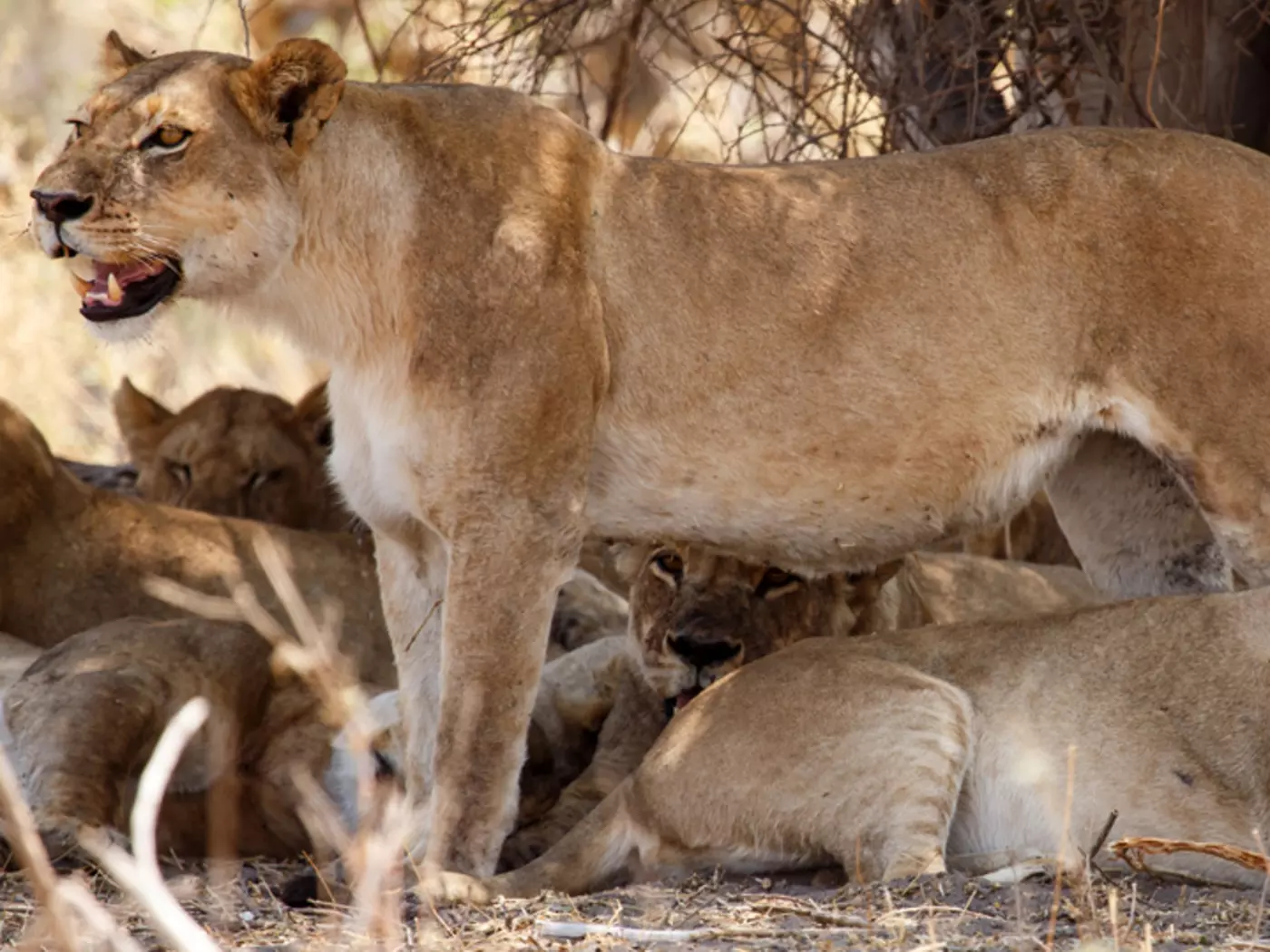 Lions, Okavango Delta