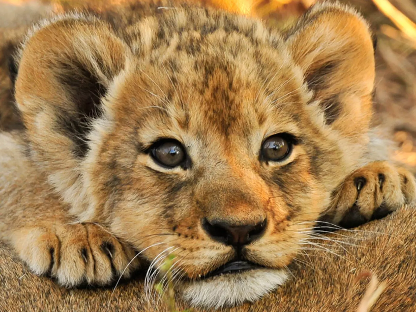 Lion cub resting on mom