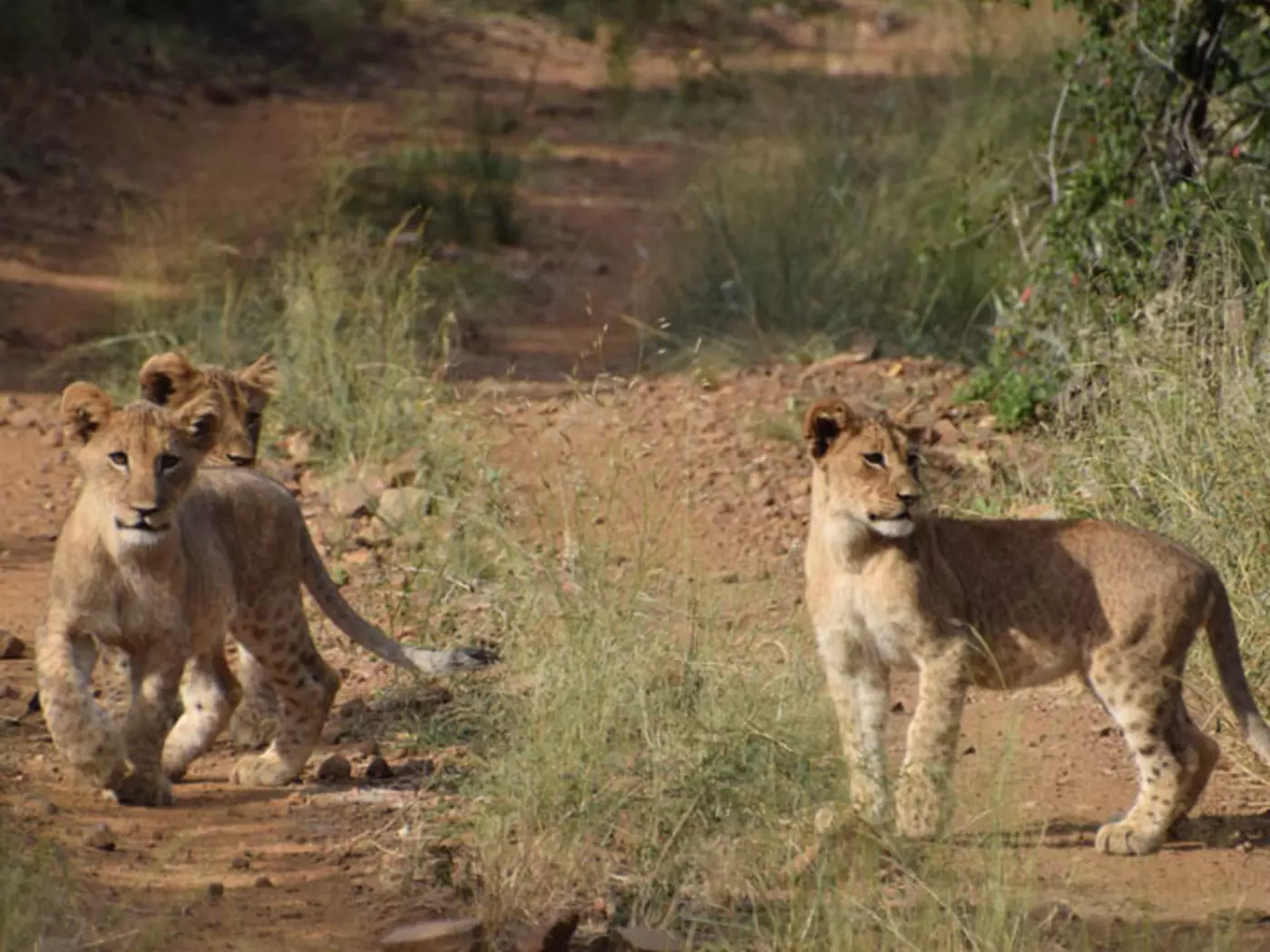 Amakhosi Reserve