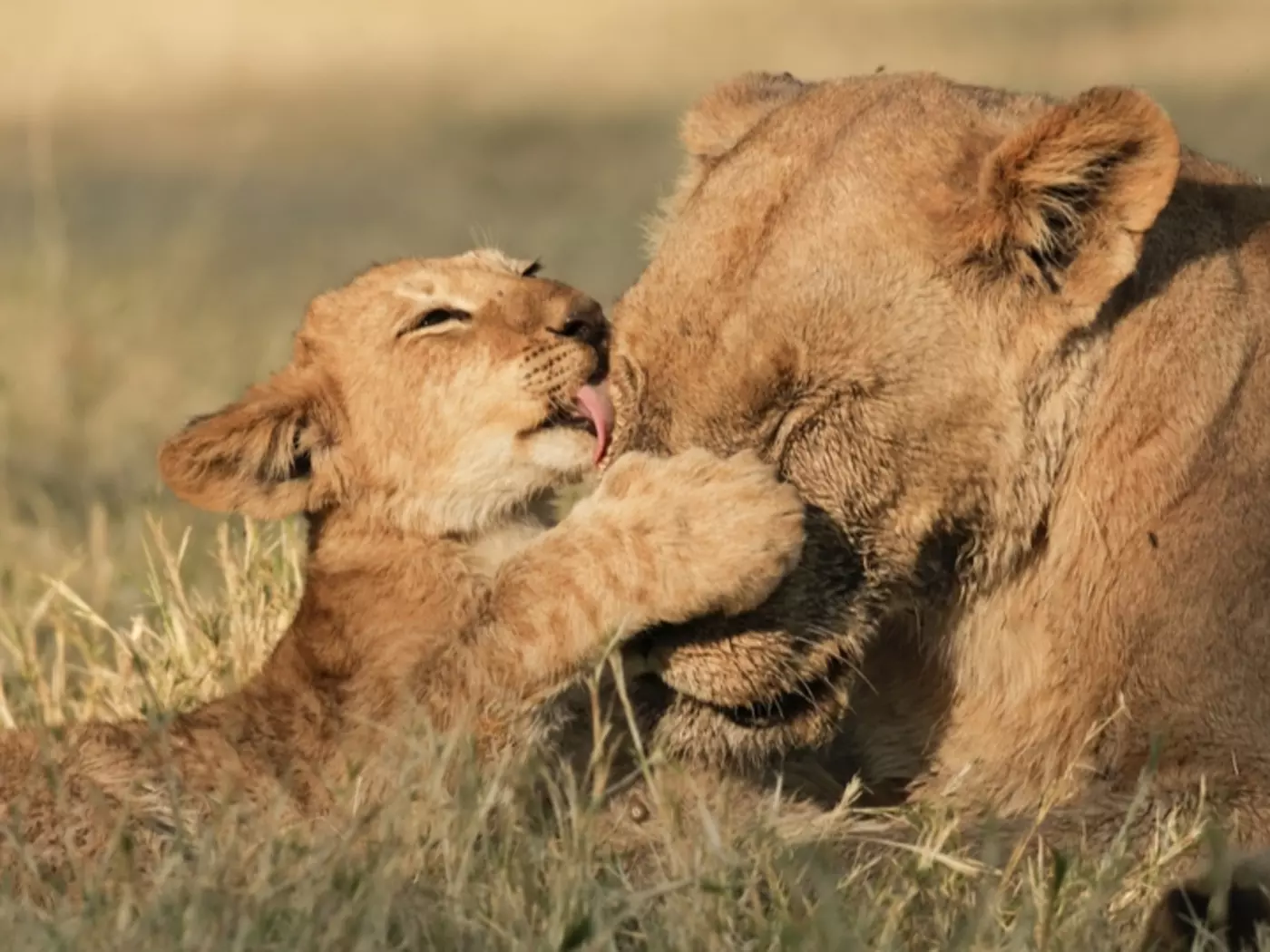 Proclaimed a National Park in 1961, Chobe National Park is one of the world's last remaining true wilderness areas